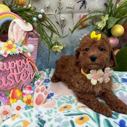 Tabby (Lime Yellow) - Red  female Goldendoodle puppy in Miami, Florida from Katy's Toy Poodles & Doodles