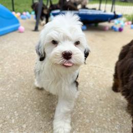 Rally - Tri-color male Bernedoodle puppy in Wamego, Kansas from Doodles of Oz