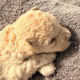 Girl 1 - Cream female Poodle puppy in Orlando, Florida from Florida Miniature Poodles