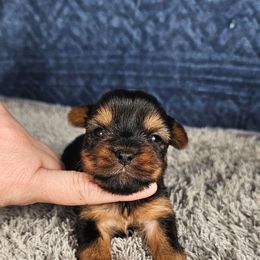 Pup 4 - Black and tan female Yorkshire Terrier puppy in Polk City, Florida from Yorkies by Casey