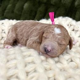 Pink - Red  female Goldendoodle puppy in Lindon, Utah from Ruby’s Minidoodles LLC