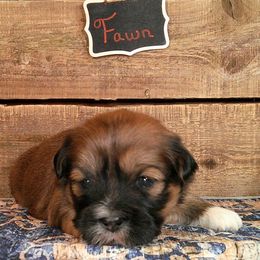 Fawn - Brown female Lhasa Apso puppy in Jefferson, New York from Absolute Lhasa Love