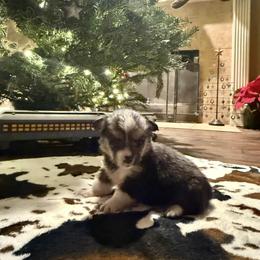 Honey - Black and tan female Pembroke Welsh Corgi puppy in Johnson City, Texas from McCall Creek Corgis