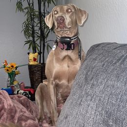 Patience - Weimaraner