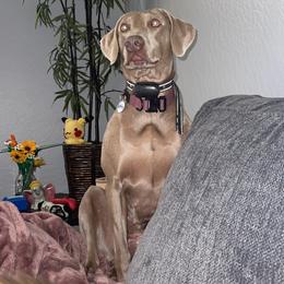 Patience - Weimaraner