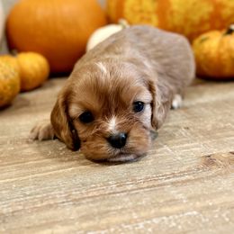 Cider - Ruby Cavalier King Charles Spaniel puppy in Greenwood, Arkansas from Blackberry Patch Farm