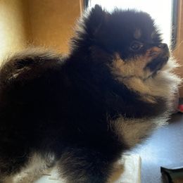 Pomeranian Puppies from Silver’s Reigning Heir Poms