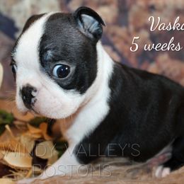 Boy 1 - Black and white male Boston Terrier puppy in North Central, Vermont from Windy Valley’s Bostons