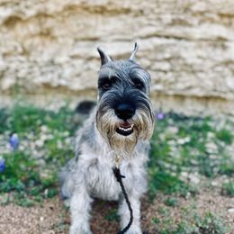 Sidney - Standard Schnauzer