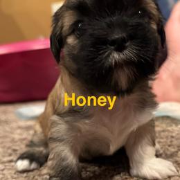 Honey - Grizzle female Lhasa Apso puppy in Snover, Michigan from Lhasa Fur Life
