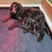 Boy 4 - Liver Boykin Spaniel puppy in Piedmont, South Carolina from Melissa's Boykins