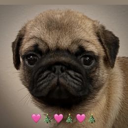 Girl 1 - female Pug puppy in Mayo, Florida from Lyons Heart Pups