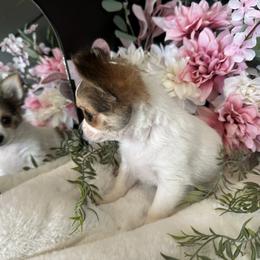 Marki - Fawn and white female Chihuahua puppy in Northboro, Iowa from So Sweet Chihuahuas