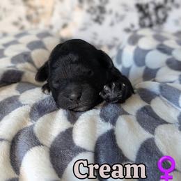 Cream Girl - Black and white female Shihpoo puppy in Rockledge, Florida from Stormie's Doodles
