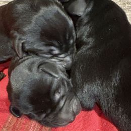First Pick of Black Males - Black male Labrador Retriever puppy in Freeport, Illinois from Rock Hollow Retrievers