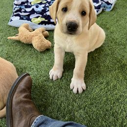Hero - Yellow male Labrador Retriever puppy in Pilot Hill, California from Houston Labradors