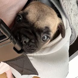 French Bulldog Puppies from Stratton Kennel