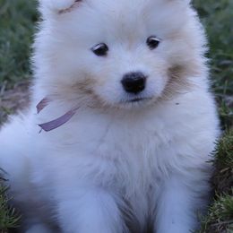 Samoyeds from Safyr Samoyeds
