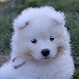 Samoyeds from Safyr Samoyeds