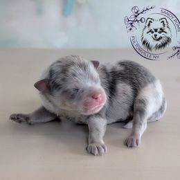 Burberry - Blue merle male Pomeranian puppy in Fultonville, New York from Sandy Aussies & Pomeranians