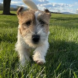 Airedale Terrier and Russell Terrier Puppies from Meadowaire Terriers