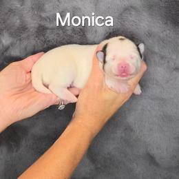 Monica - White female Pomsky puppy in Fredericksburg, Virginia from Purely Pomskies