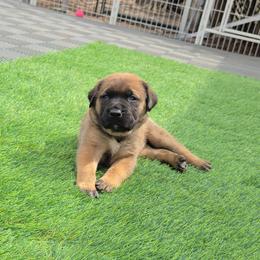 Dark Pink Collar Apricot Girl - Apricot female Mastiff puppy in Auburn, Kansas from Puppy Paradise:  English Mastiff Puppies & Standard Goldendoodle Puppies