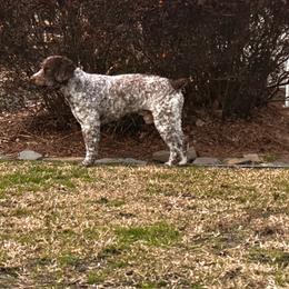 Spanish Water Dog puppies from Shady Banks Kennel
