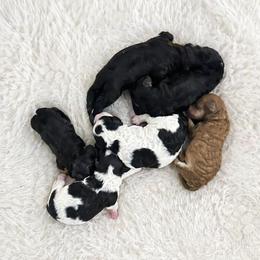Rose - Black female Poodle puppy in Lancaster, Missouri from Cavapoo Acres