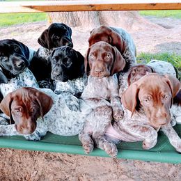 German Shorthaired Pointers from Benji's Bird Dogs