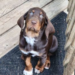 Haven - Bloodhound
