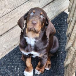 Haven - Bloodhound