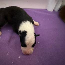 Nala - Black tri-color female Australian Shepherd puppy in Stillwater, Oklahoma from Brush Creek Australian Shepards