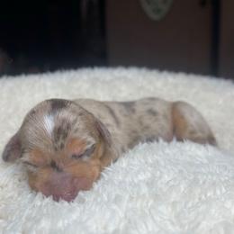Melody - Dapple female Dachshund puppy in Washburn, Tennessee from Clinch Mountain Dachshunds