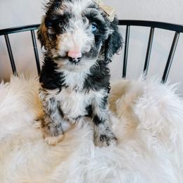 Rachel - Merle female Sheepadoodle puppy in Republic, Missouri from DOOD & Co