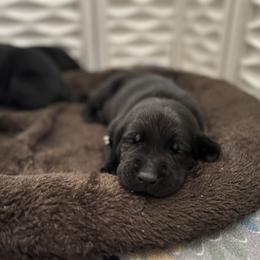 Boy 2 - Black male Labrador Retriever puppy in Mt. Olive, North Carolina from Goshen Swamp Retrievers