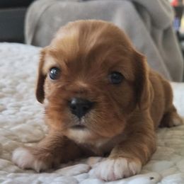 Pumpkin Chai - Ruby female Cavalier King Charles Spaniel puppy in Rockville, Maryland from Skais the Limit Cavaliers