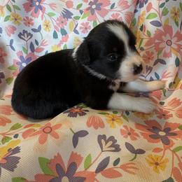 Gardenia - Red tri female Miniature Australian Shepherd puppy in Nashville, Tennessee from Little B’s Aussies