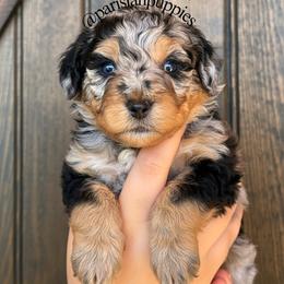 Orion - Merle male Goldendoodle puppy in Spring Hill, Florida from Parisian Puppies