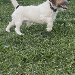 Golden Retrievers and Russell Terriers from VS Golden Fields