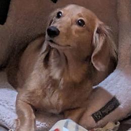 Stella - Dachshund