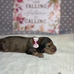 Lila - Dapple female Dachshund puppy in Washington from Beautiful Doxies
