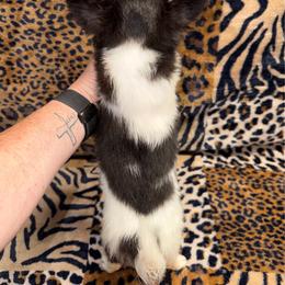 Max 8734 - Black and white male Chihuahua puppy in Fredericksburg, Indiana from Country Star Chihuahuas