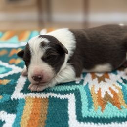 Peach - White and red female Border Collie puppy in New Mexico from Twisted Biscuit Border Collies