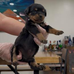 Purple and Pink - Black and rust female Rottweiler puppy in Brandenburg, Kentucky from Boss Rottweiler Haus