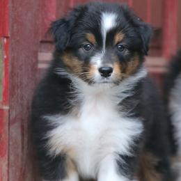 Boy 2 - male Australian Shepherd puppy in Chico, California from Brody Aussies