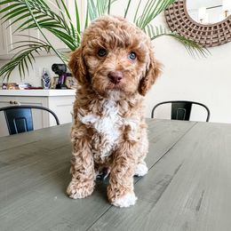 Fritz - Apricot Cavapoo puppy in Pleasant Grove, Utah from Destination Doodles
