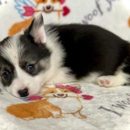 Filly - Black and tan female Pembroke Welsh Corgi puppy in Woodland, Washington from MB Acres Corgis