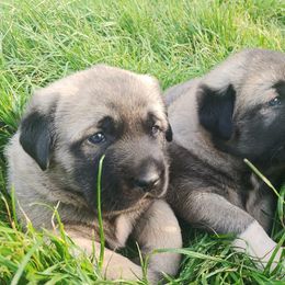 Anatolian Shepherd Dog Puppies from Mythos Anatolian Shepherds