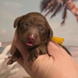 Yellow female - Chocolate and tan female Dachshund puppy in Romney, Indiana from Brown's Valley Dachshunds